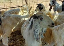 منوة القناي منوة القناي