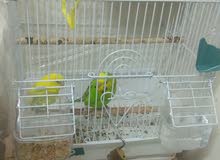 Budgies Budgies