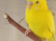 Budgies Pair For Rehoming Budgies Pair For Rehoming