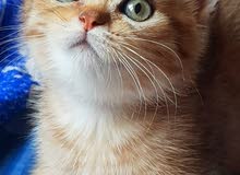 British tiger golden short hair British tiger golden short hair