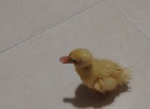 بطه مع قفصها