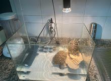 2 Turtle male and female with glass tank,filter, heater and decoration