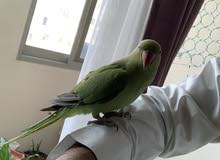 semi tamed Indian ringneck for sale semi tamed Indian ringneck for sale