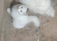 زوج شيرازيات زوج شيرازيات
