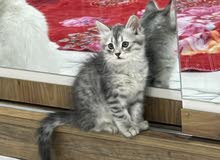 قطه شيرازي قطه شيرازي