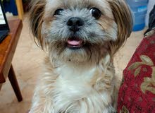 2 YEAR OLD FEMALE SHIHTZU FOR SALE 2 YEAR OLD FEMALE SHIHTZU FOR SALE