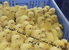 السلام عليكم متوفر صوص فقسة السعر 5 و يوجد توصيل السلام عليكم متوفر صوص فقسة السعر 5 و يوجد توصيل