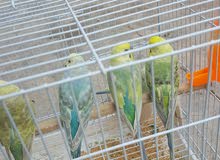 طيور حب رينبو للبيع ثلاثة أزواج طيور حب رينبو للبيع ثلاثة أزواج