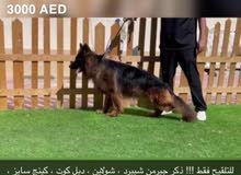 ذكور للتلقيح فقط mating only !!!! ذكور للتلقيح فقط mating only !!!!