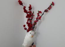 Hand Tamed Budgies for sale- 100 Aed- Hand Tamed Budgies for sale- 100 Aed-