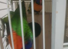 llorikit bird ready to breed including large cage and breeding box llorikit bird ready to breed including large cage and breeding box