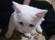 قطة فحل شيرازي عمر شهرين