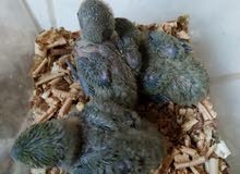 Opaline love bird chicks Opaline love bird chicks