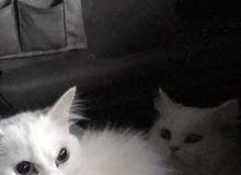 قطه للبيع قطه للبيع