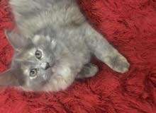 قطه شيرازي للبيع السريع قطه شيرازي للبيع السريع