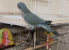 Blue Quaker Parrot Friendly tammed with Cage Blue Quaker Parrot Friendly tammed with Cage