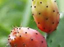 نبتى صبار منزلي مثمره