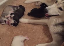 husky baby pure for sale husky baby pure for sale
