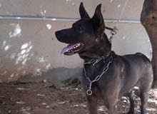 malinois noir malinois noir