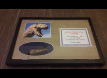 Rare dinosaur tooth from USA Rare dinosaur tooth from USA