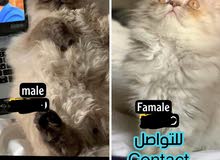 للبيع قطط ذكر وأنثى بيكي فيس 9 شهور للبيع قطط ذكر وأنثى بيكي فيس 9 شهور