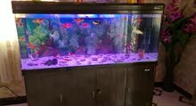 1.5m fish tank
