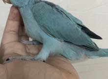 للبيع متو تركواز نهايه غر حجم يملي العين ماشاء الله وصحه ونظافه ر للبيع متو تركواز نهايه غر حجم يملي العين ماشاء الله وصحه ونظافه ر