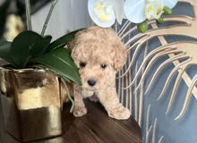 Cute toy poodle 2 months old brown colour