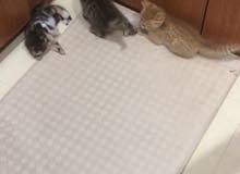 kittens for sale kittens for sale