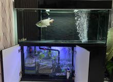 High Back RED Tail Golden Arowana High Back RED Tail Golden Arowana