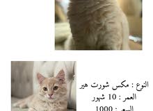 قطط شورت هير قطط شورت هير