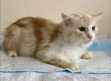 Lovely playful cat Lovely playful cat