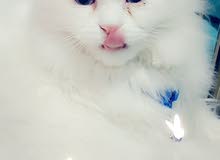 بزونه للبيع بزونه للبيع