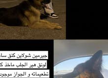 جيرمين شولاين كنق سايز الجلب مع تطعيماته و جوازه موجود جيرمين شولاين كنق سايز الجلب مع تطعيماته و جوازه موجود