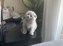 Pure breed .. Scottish fold for sale Pure breed .. Scottish fold for sale