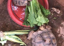 Tortoise available for adoption Tortoise available for adoption