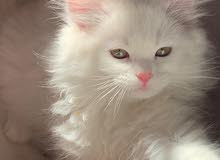 قطه انثى عمر 4 اشهر قطه انثى عمر 4 اشهر