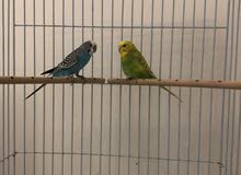 Budgie Birds Budgie Birds