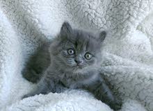 Elite Persian Kittens for sale! Playful Addorabe Cute Sweet Smart and Soft. Eat and use litter.