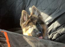 جرو جيرمن شبرد German Shepherd puppy جرو جيرمن شبرد German Shepherd puppy