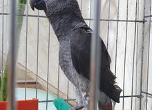 كاسكو تايلندي كاسكو تايلندي