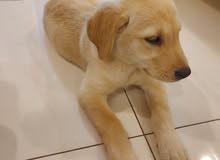 2 months old Golden retriever for sale 2 months old Golden retriever for sale