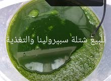 سبيرولينا شتلة وتغذية سبيرولينا شتلة وتغذية