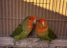 Lovebirds- Breeding pair for sale Lovebirds- Breeding pair for sale