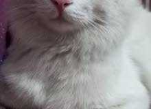 قط شيرازي ذكر ابيض قط شيرازي ذكر ابيض