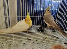 cockatiel pair cockatiel pair