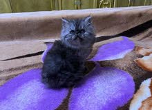 Beautiful playful Persian pickyface chinchilla black tabby female Beautiful playful Persian pickyface chinchilla black tabby female