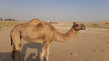 بكره ثنيه للبيع بكره ثنيه للبيع
