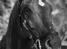 Stallion horse Stallion horse