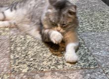 Norwegian Forest Cat Norwegian Forest Cat